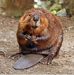 The Beaver Damns logo