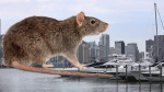 34 - River City Rats logo