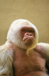 Albino Apes logo