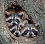 Trash Pandas logo