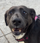 LEFT WING SNACKY SNACK logo