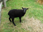 Black Sheep Softball logo