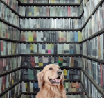 FC Air Bud in the Criterion Closet logo