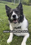 Dululu Diggers logo